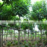 Spathodea Campanulata Exported thumbnail-1