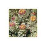 Rhodiola Rosea Extract/Salidrosides/Rosavin thumbnail-1