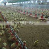 Automatic Poultry Husbandry Equipment for Broiler