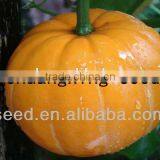 Yellow Sun Chinese Yellow Skin High Yield Pumpkin Seeds
