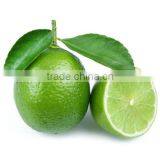 CONCENTRATED FROZEN PERSIAN / TAHITI LIME JUICE 400 GPL (New Season 2016) thumbnail-1