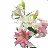 Cheap Artificial Wholesale Silk Flowers Lily Flower Long Stem thumbnail-4