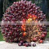 Very Good Ivory Coast Palm Oil thumbnail-6