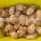 Taro,Eddoes thumbnail-2