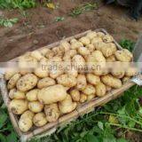 Fresh Bulk Potatoes for Sale 2016 Crop thumbnail-4