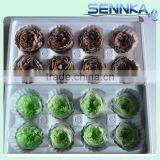 Import China Preserved Flowers Preserved Austin Rose Wholesale thumbnail-6