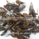 Pet Food Fish Food Freeze Dried Crickets thumbnail-2