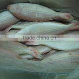 Frozen Golden Threafin Bream thumbnail-1