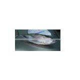 BONITO / YELLOWFIN / SKIPJACK / LONG TAIL thumbnail-1