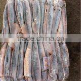Frozen Argentina Squid thumbnail-3