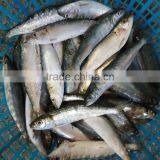 Super Quality and Competitive Price Canned Fish Sardine Frozen Sardine for Canning thumbnail-1