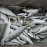 Frozen Good Horse Mackerel Round Scad thumbnail-2