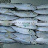 Frozen Horse Mackerel Trachurus Trachurus 20cm+ thumbnail-5