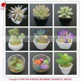 Mini Artificial Succulent Plants Artificial Succulents Tropical Plant Wholesale thumbnail-4