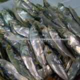 DRIED SHAD FISH WITH GOOD QUALITY