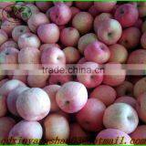 Fuji Apple Processing Factory/fresh Apple thumbnail-3