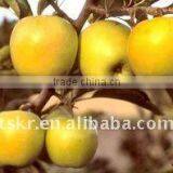 Pommes Golden Delicious/fresh Golden Apple Hot Sale in 2011 thumbnail-1