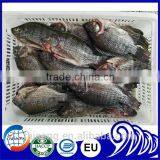 Freezer Gutted and Scaled Tilapia 300/500g thumbnail-3