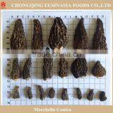 Wild Dried Morchella Esculenta Cap for sale