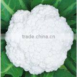 White Cauliflower Broccoli Seed For Sale Cauliflower-1 thumbnail-1