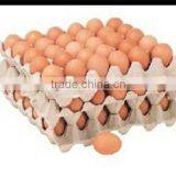 Rich Experience Egg Carton Tray Machine thumbnail-2