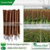 Coco Fiber Grow Pole (Coco Grow Sticks) thumbnail-1