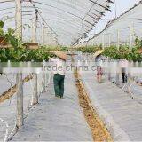 UV Protect Anti Fog Transparent Coextruded PE Cover Film PE Mulch Film for Grape Greenhouse thumbnail-1