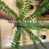 Artificial Fern for Dinosaur Park thumbnail-1