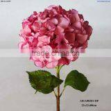 Pink Hydrangea thumbnail-1