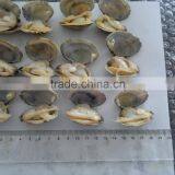 New Season Frozen Vacuum Packed Cooked Short Necked Clam thumbnail-6