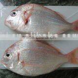 Red Fish thumbnail-1