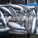 New Caught BQF Whole Round / HGT Horse Mackerel From Zhengyuan Aquatic thumbnail-1