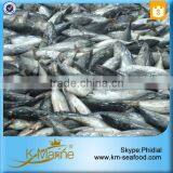 Whole Frozen Frigate Tuna thumbnail-1