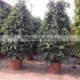 Ficus Benjamina Tower Shape thumbnail-4