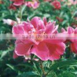 Herbaceous Peony Plant Root thumbnail-1