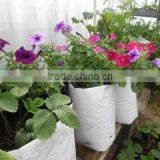 Grow Bag thumbnail-1