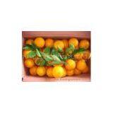 Navel Orange thumbnail-1