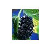 Mulberry Berry Extract 4:1