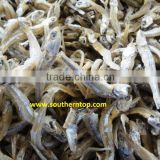 DRIED ANCHOVY FROM VIETNAM