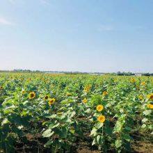 Hot Sales High Yield Giant Dwarf Sunflower Seeds for Sale thumbnail-3