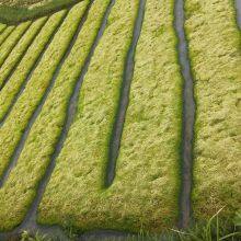 Wholesale Garden Supplies Marimo Peat Moss Substrate Organic Fertilizer Amino Acid Fertilizer 150g/bag Aaaaaa Sphagnum Moss thumbnail-3