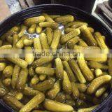 Gherkins in Brine thumbnail-1