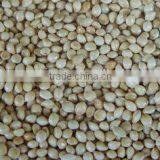 White Millet Bird Food thumbnail-1
