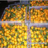 Yellow Orange Fruit/names of Red Fruits thumbnail-1