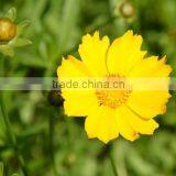 Coreopsis Verticillata Linn. Flower Seeds,herb Seeds,vegetalbe Seed,fruit Seed,grass Seed thumbnail-1