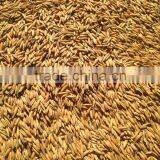 Horse Oats in Bulk With Wholesale Price thumbnail-2