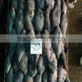 Frozen Leather Jacket Fish thumbnail-1