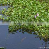 Low Price Crushing And Juice Screw Machine For Water Hyacinth Price In China thumbnail-6