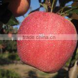 New Arrival Fresh Fuji Apple With Best Price Brand Yitian Sweet Fuji Apple thumbnail-3