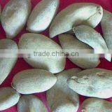 Chinese Gall thumbnail-1